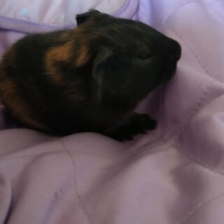 里親さん決定 モルモット 神奈川県 小動物の里親募集 ペットのおうち 月間利用者150万人