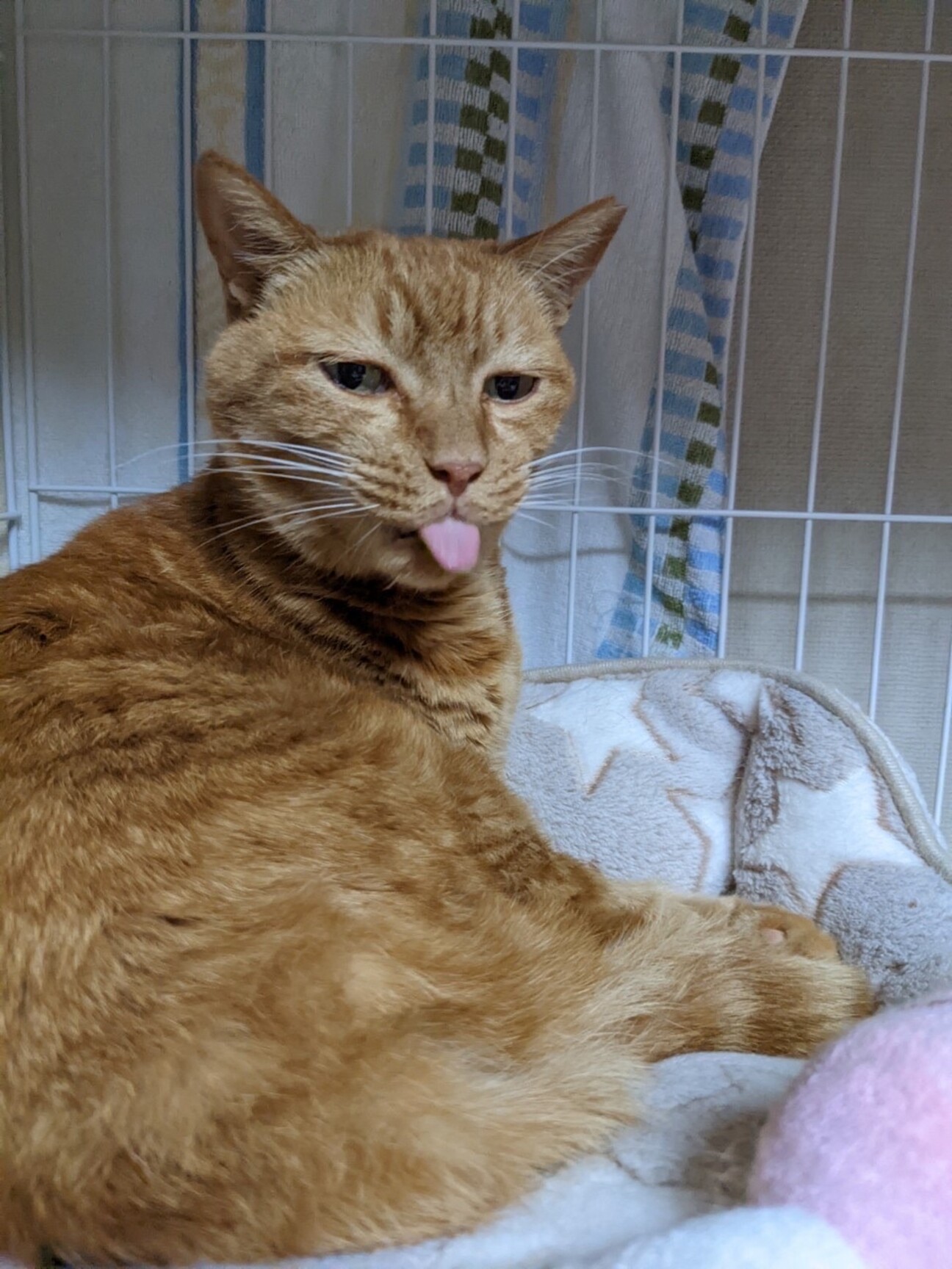 強そうな名前ですが 小心 東京都 猫の里親募集 ペットのおうち 月間利用者150万人