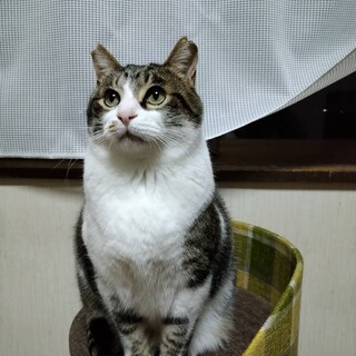 ヘソ天ふくふく甘えん坊の男の子♪