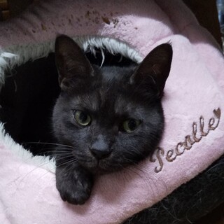 ちぃちゃん　黒♀ 保護猫