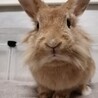 さちちゃん【佐渡っこ】 サムネイル2
