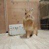 さちちゃん【佐渡っこ】 サムネイル4