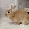 さちちゃん【佐渡っこ】 サムネイル5