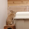 さちちゃん【佐渡っこ】 サムネイル6