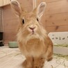 さちちゃん【佐渡っこ】 サムネイル7