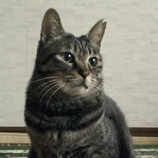 人見知りだけど甘えん坊で遊び好きなトムくん