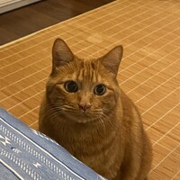 モカ