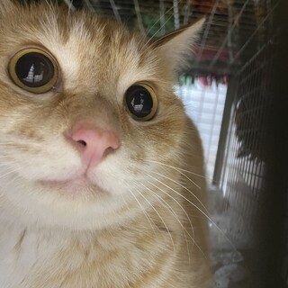 焼肉屋のアイドル猫茶トラオス母猫と一緒に