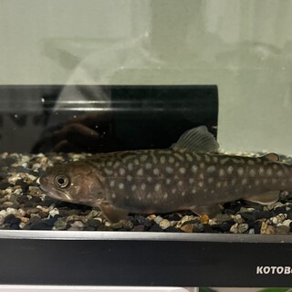 渓流魚とオオヨシノボリ