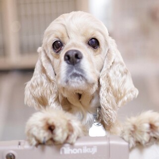 気品あるお顔立ちの美人さん♡アヌちゃん