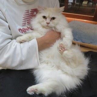 ゴージャス･サイベリアンのクリュちゃん医療済