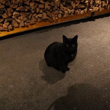 BBQ場で出会ったかわいい黒猫ちゃん♪