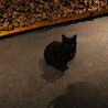 BBQ場で出会ったかわいい黒猫ちゃん♪