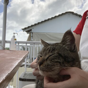 ご飯中にお膝に乗ってきた甘えん坊猫ちゃん☆