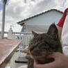 ご飯中にお膝に乗ってきた甘えん坊猫ちゃん☆
