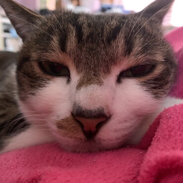 昔子猫の間だけ育てて友達に譲渡した猫ちゃん☆見ない間に立派に成長！