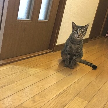 過去に住んでた家によく遊びにきた野良猫ちゃん☆