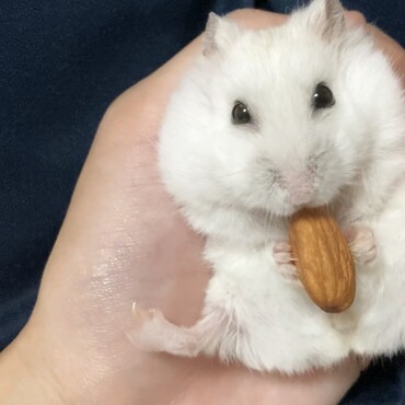 アーモンド大好きなパールハムスターのおもち♪