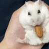 アーモンド大好きなパールハムスターのおもち♪