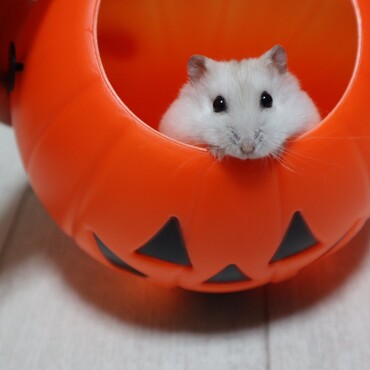 ハロウィンバケツからあざといおもちちゃん