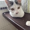 素敵なご家族と出会えました♡大福ちゃん サムネイル4
