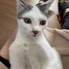 素敵なご家族と出会えました♡大福ちゃん サムネイル6