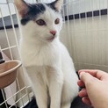 素敵な里親様が見つかりました♡みつぼし