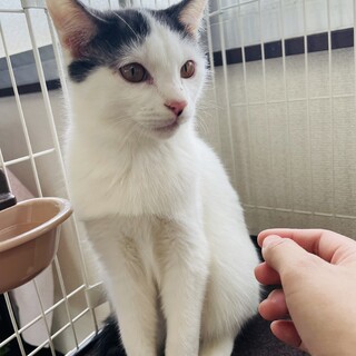 素敵な里親様が見つかりました♡みつぼし