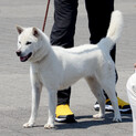 紀州犬　ショータイプの美犬　血統書付