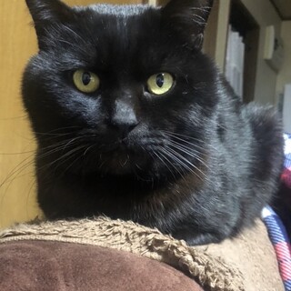 くま7才♂飼い主さんに先立たれひとりぼっちに