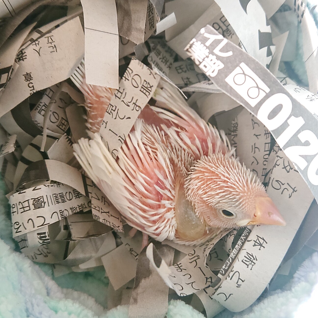 生後2週間の白文鳥の雛です。」神奈川県 - 鳥の里親募集(399966