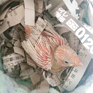 生後2週間の白文鳥の雛です。
