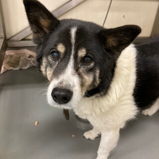 家族を失ったニウちゃん