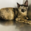 サビの仔猫ちゃんです( ˊᵕˋ )