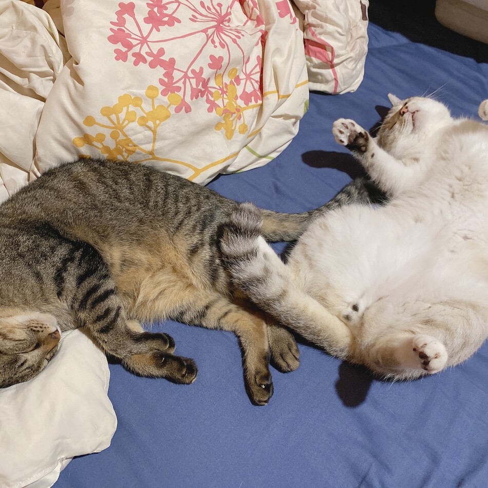 アオのカバー写真