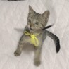 家族になった日