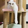 真っ白ネコちゃんご家族求む！ サムネイル2