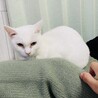 真っ白ネコちゃんご家族求む！ サムネイル4