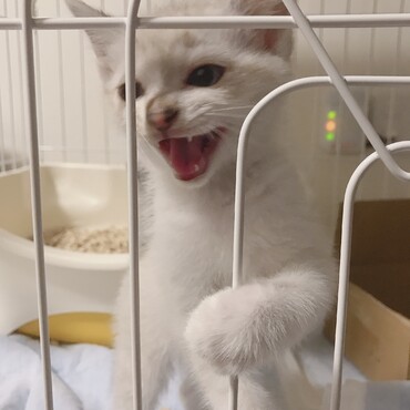 元気いっっぱいの子猫だったね