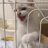 元気いっっぱいの子猫だったね