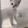 やんちゃな天使