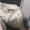 起きたら雪見だいふくの妖精いた