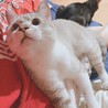 甘えてる時の顔