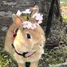 とどりんとラッキー