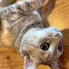 の写真