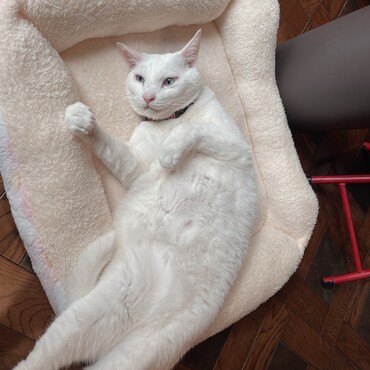 の写真