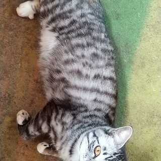 ２:助けてください！オス猫5頭の里親様募集です！！