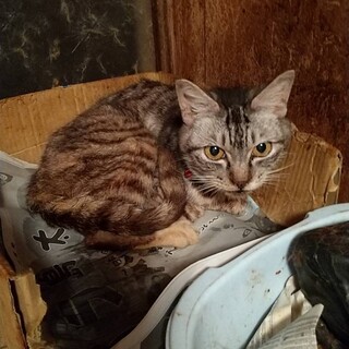 １:助けてください！メス猫11頭の里親様募集です！