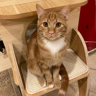 アメショ柄のイケメンから君♂️