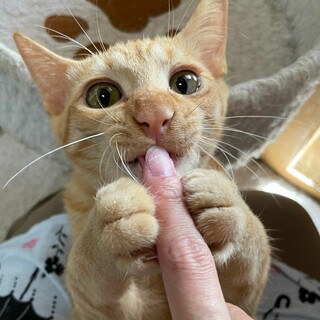 スーパー甘えん坊ほるん君♂️